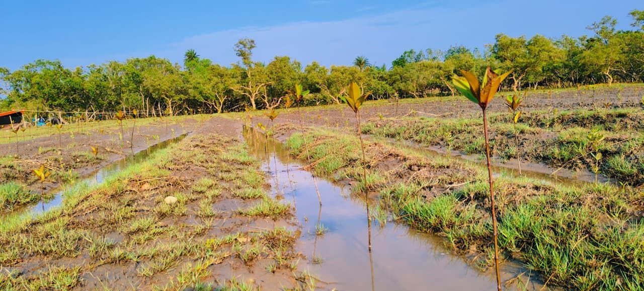 Young mangrove saplings in tidal channels, with forest beyond, in the Indian Sundarbans