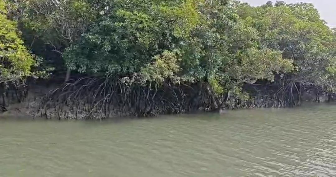 Mangrove forest along a Sundarbans channel